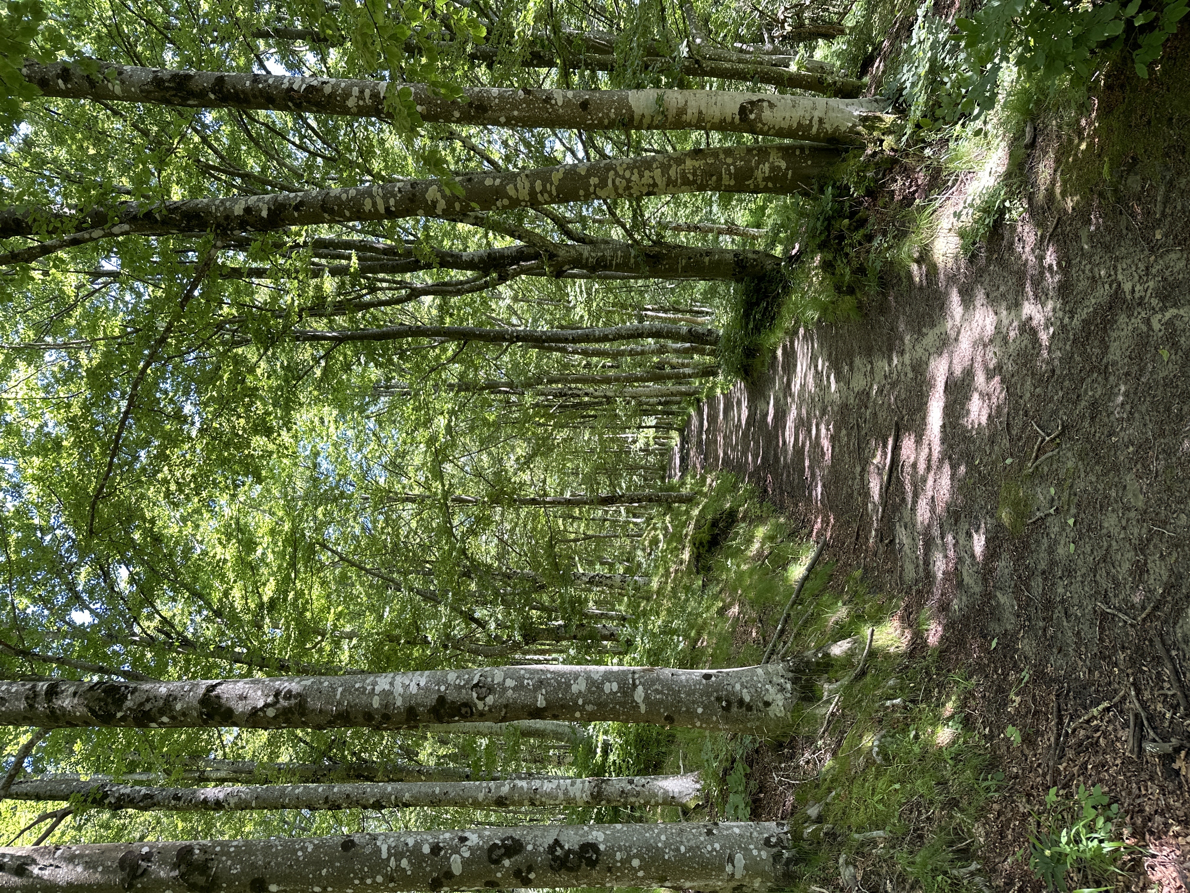 Beech forests are a characteristic feature of this area of the Apennines