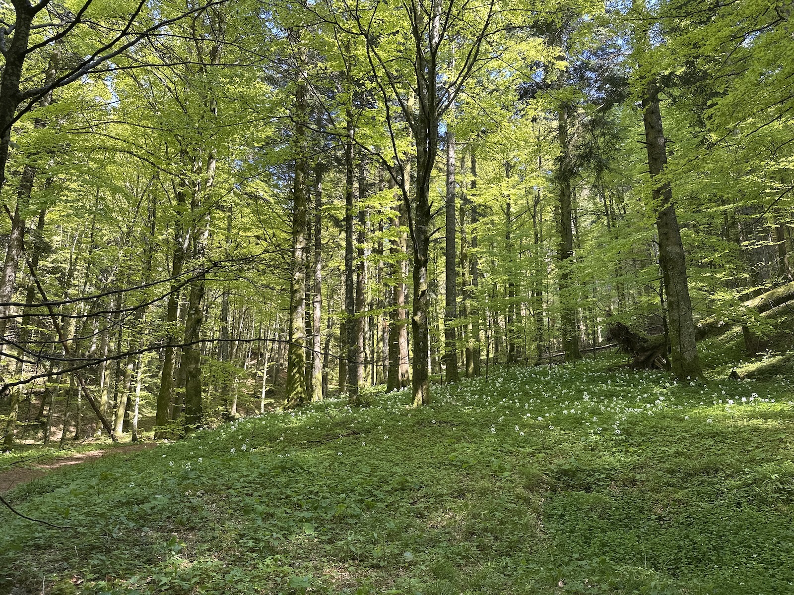 The magnificent beech forest that covers the area, at this time graced by the bloom of wild garlic.