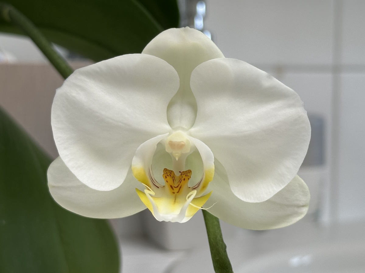 Our orchid in bloom