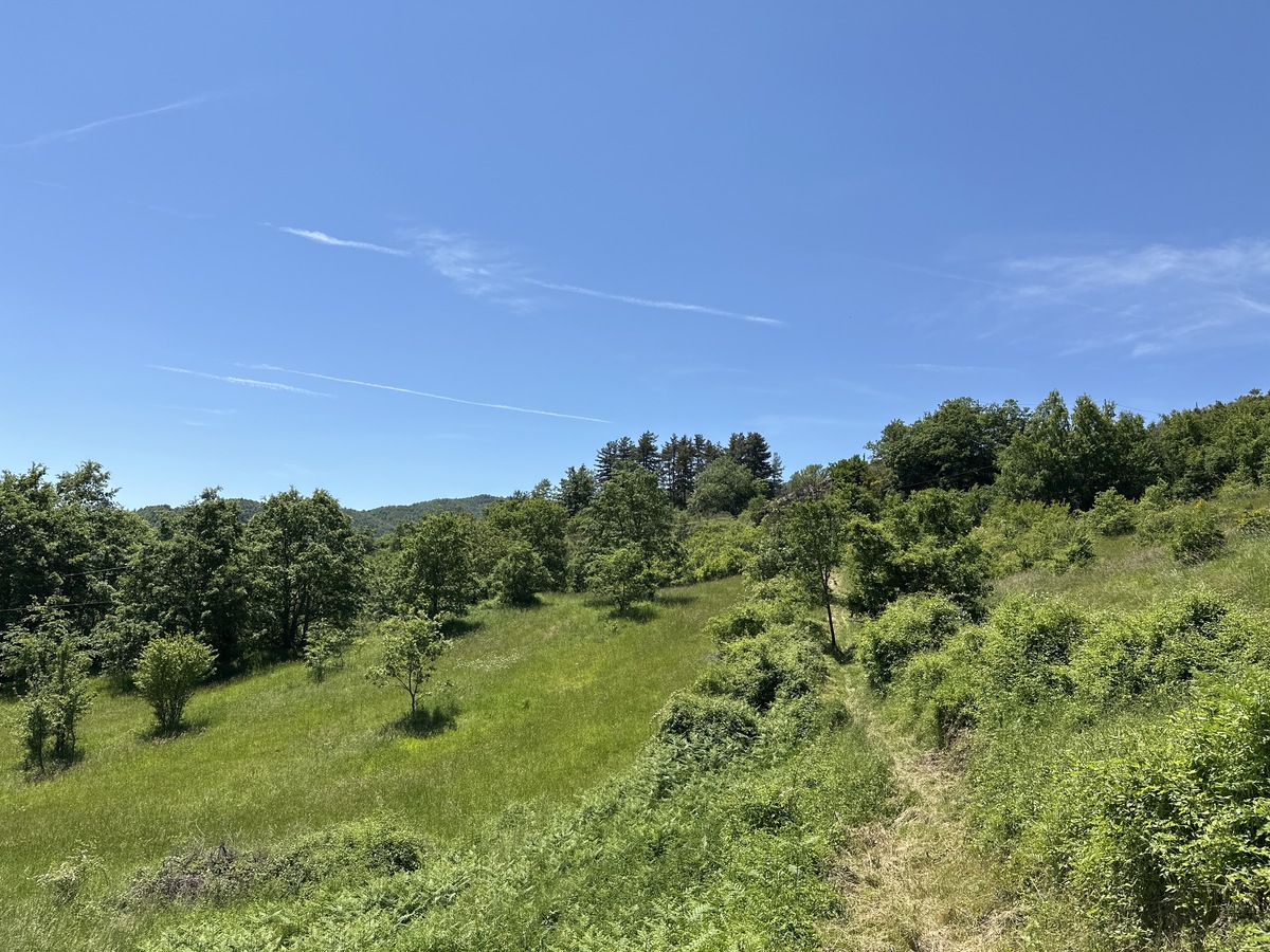 On the way back, downhill, there are clearings that were probably once cultivated fields.