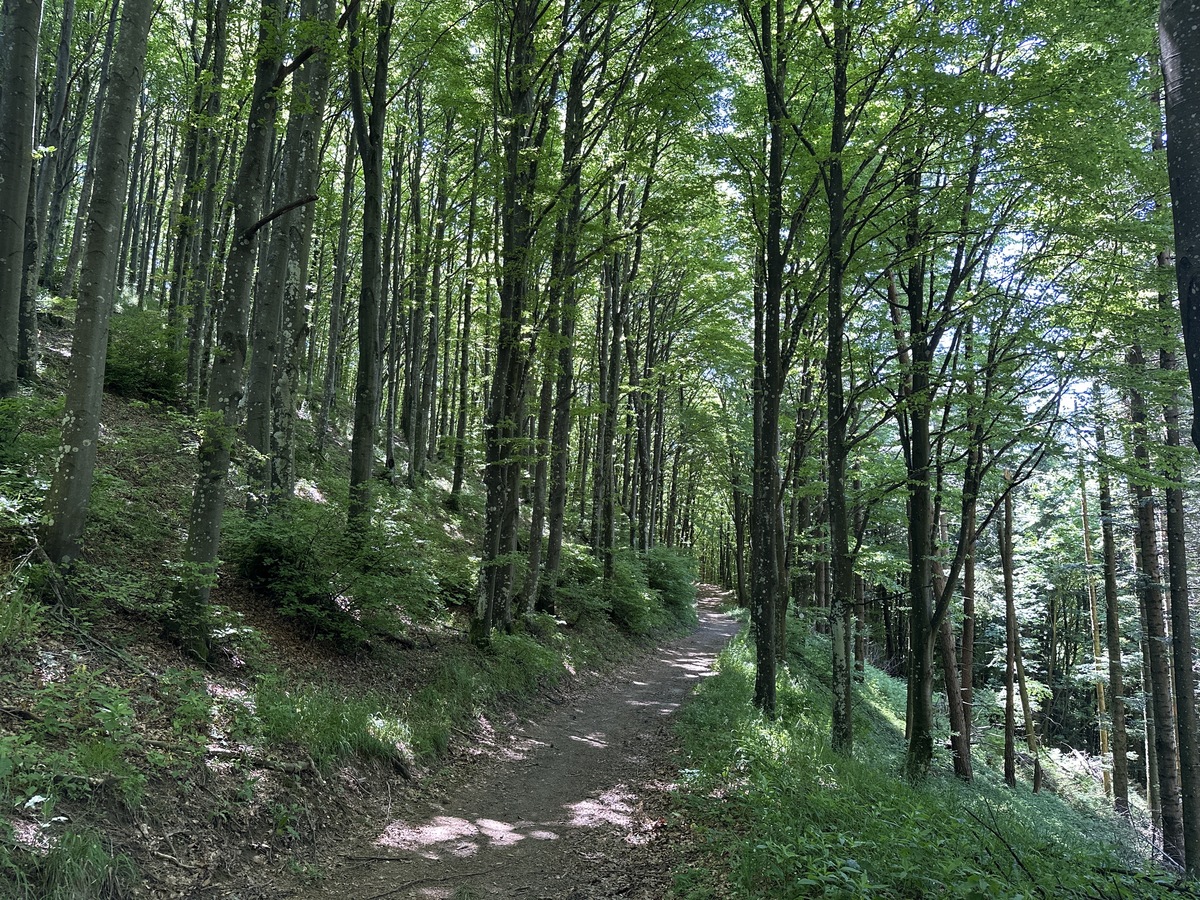 The beech forest high on the Apennine ridge. As expected, this was the only section where I encountered anyone.