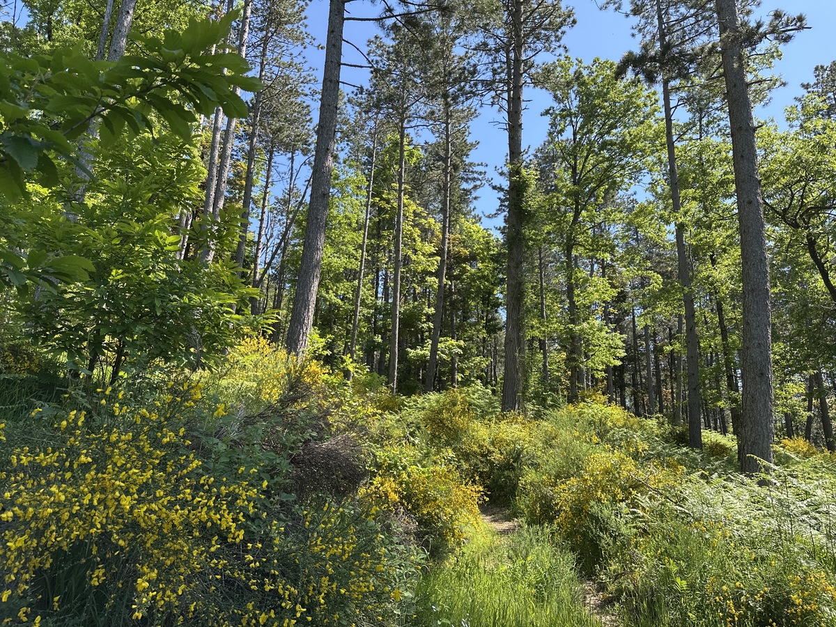 One good reason for late spring hiking: blossom.